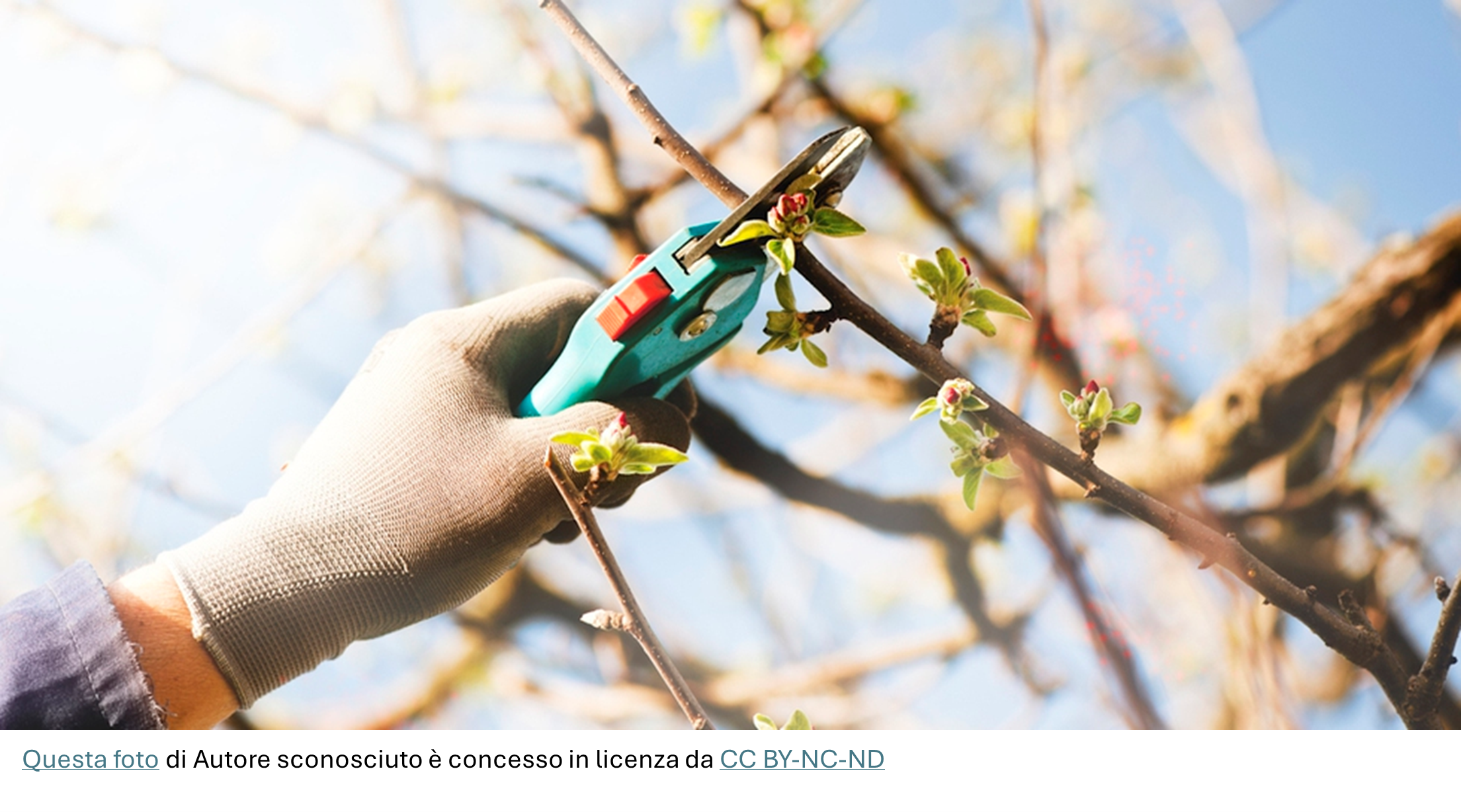Corso MANUTENZIONE DEL VERDE in partenza!